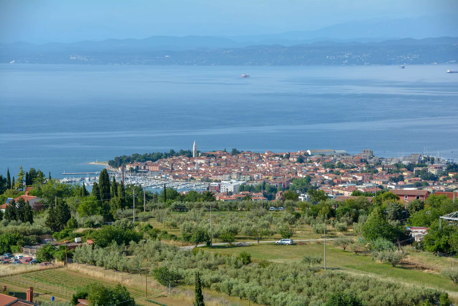 Izola s staro cerkvijo, marina in morje, pod njimi oljčni nasadi Šareda