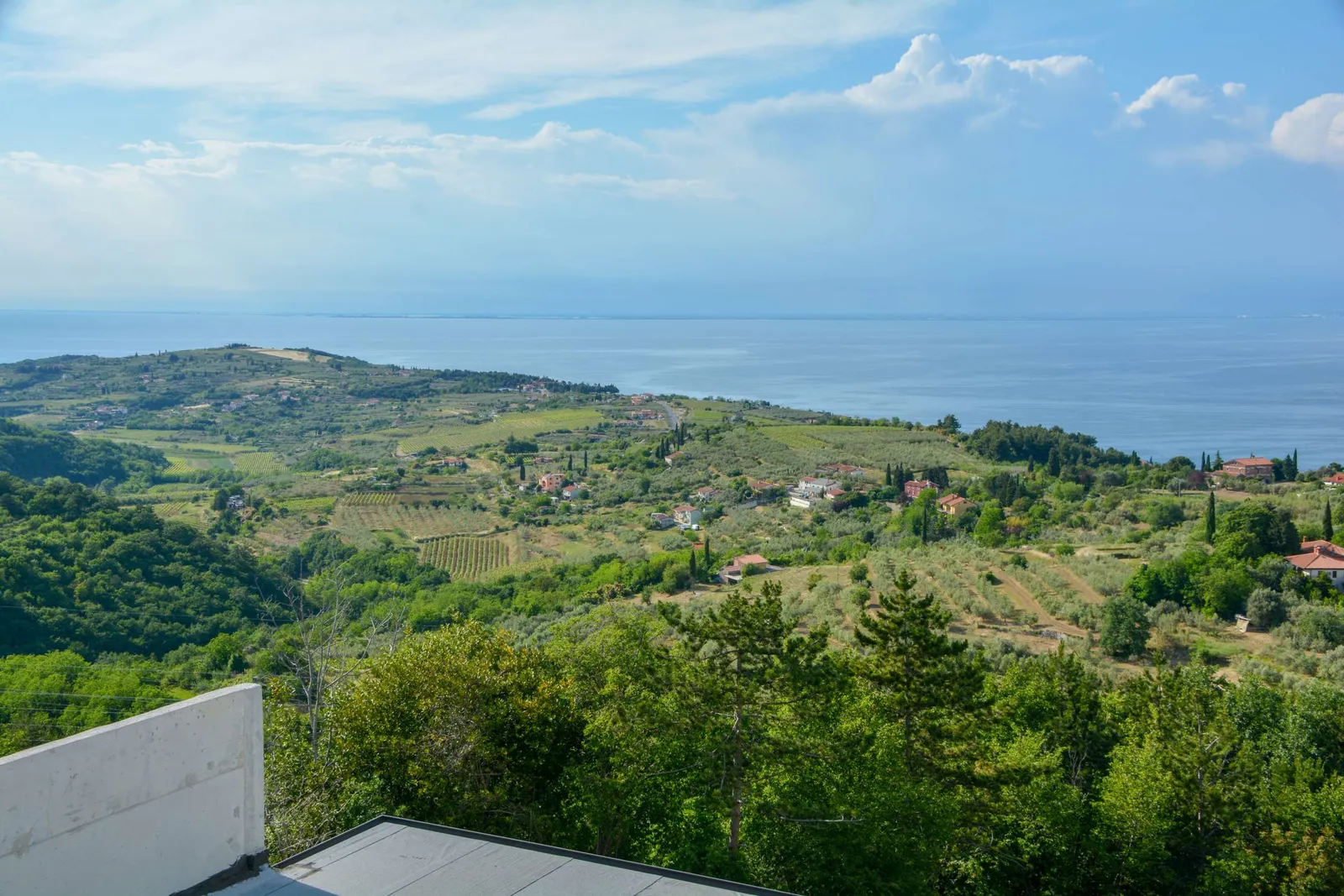 Vinogradi in gozd na gričih nad morjem